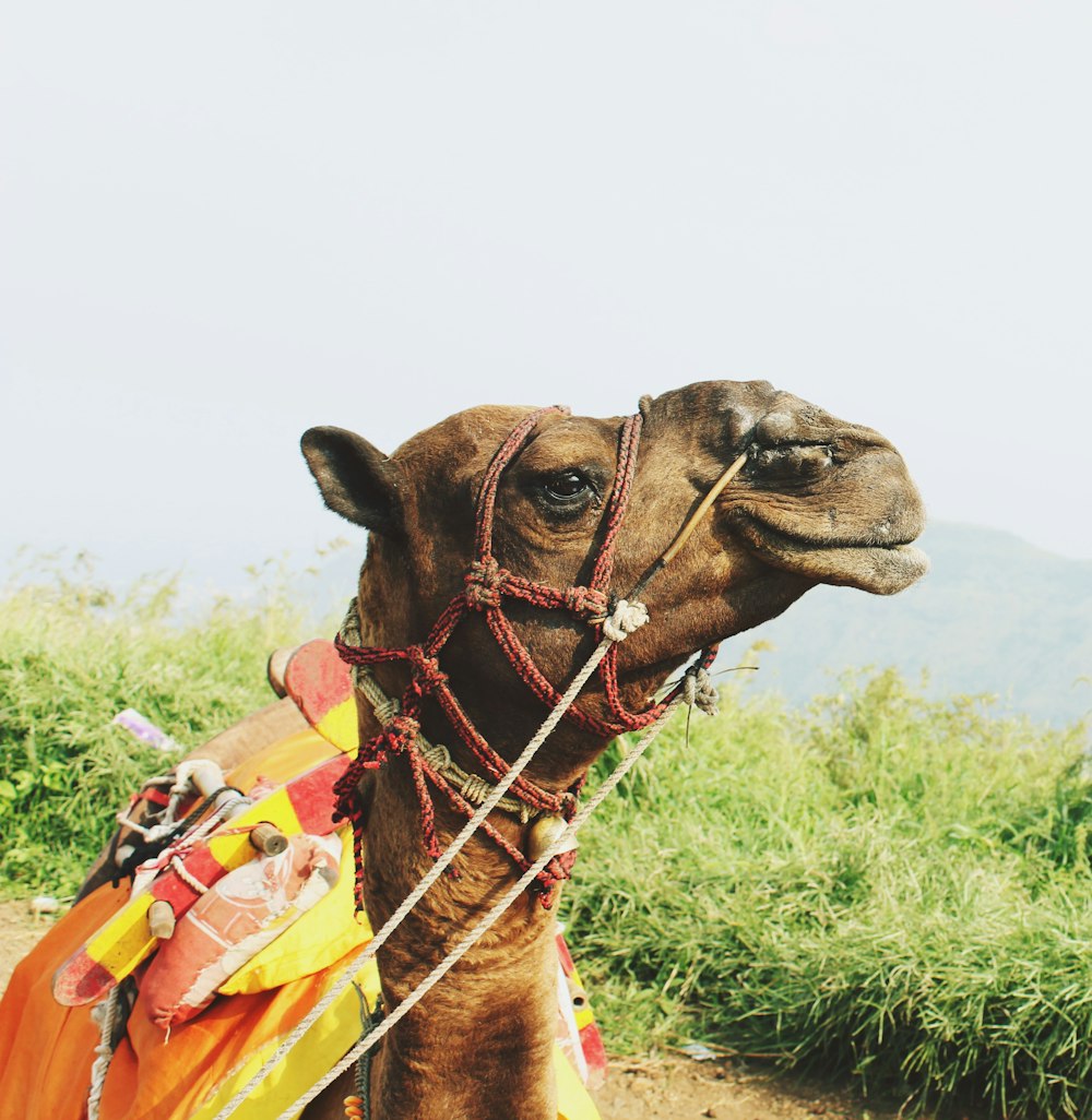 shallow focus photography of camel