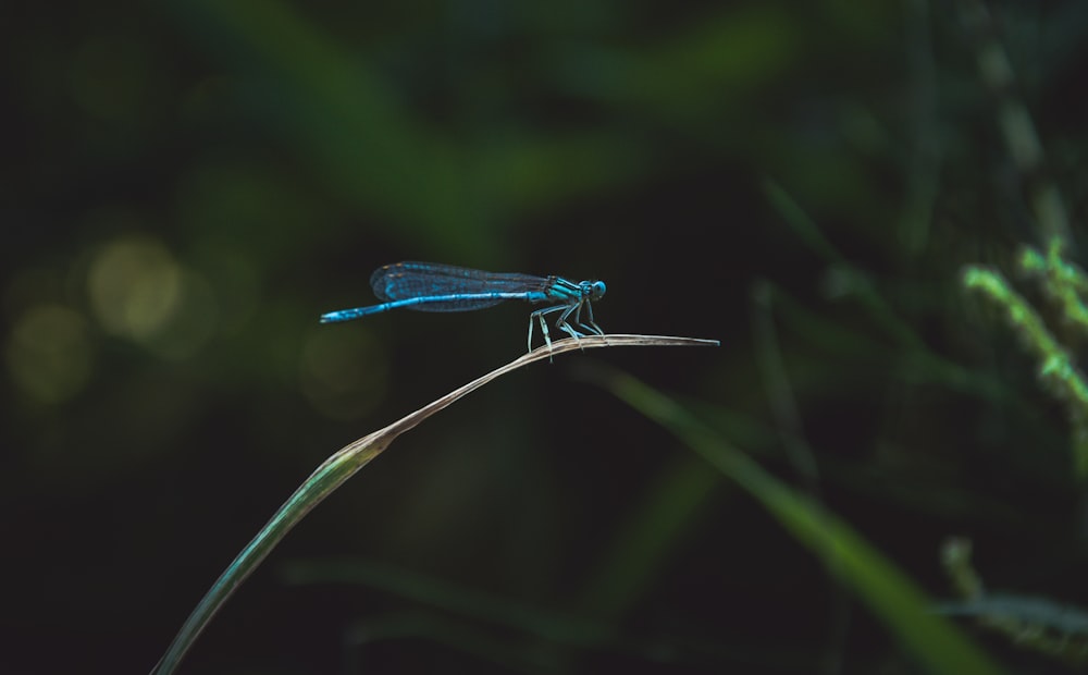 blue dragonfly on green grass leaf
