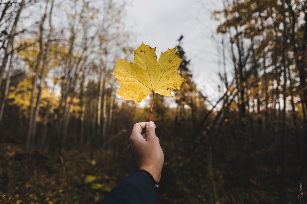 person holding yellow maple leaf