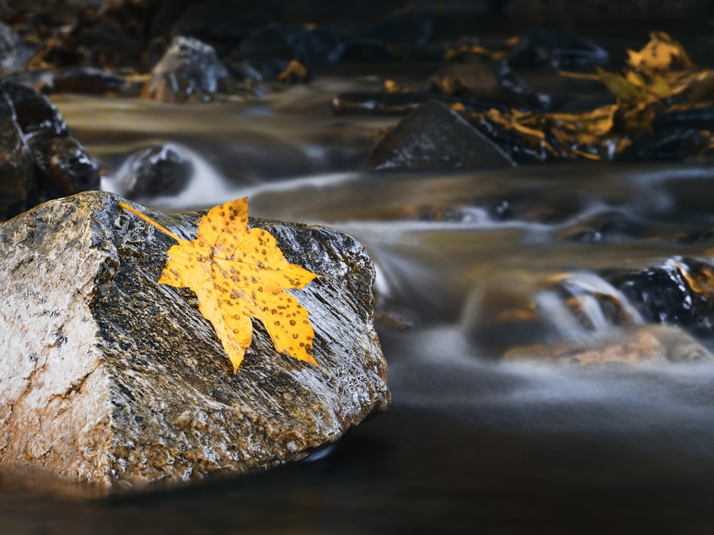 time lapse photography of stream and yellow maple leaf on gray rock