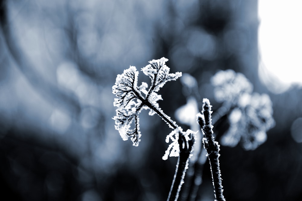 Photo en niveaux de gris de la fleur