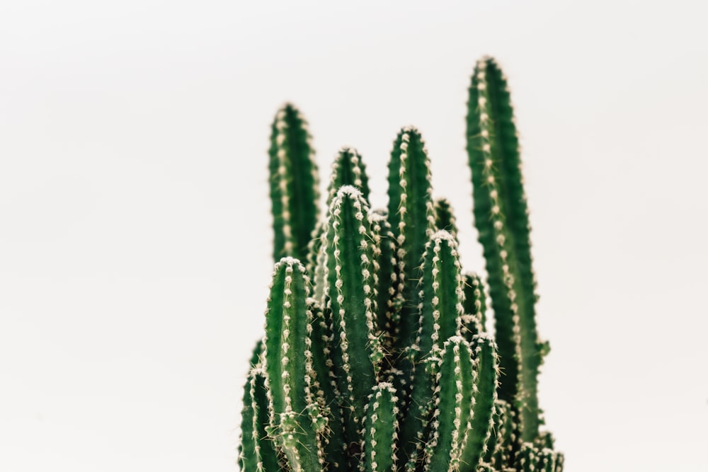 green cactus