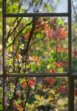 Sunlight filtering through green leaves over a sparkling clean window.