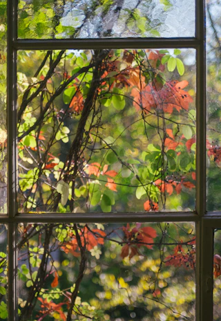 Sunlight filtering through green leaves over a sparkling clean window.
