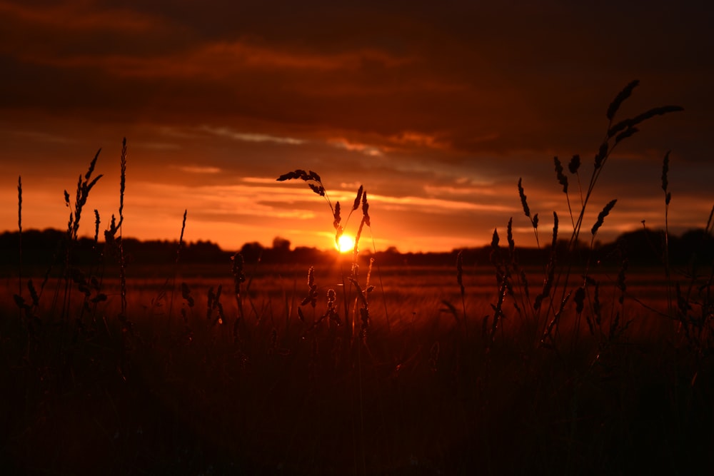 vue sur le coucher du soleil sur le champ de la ferme