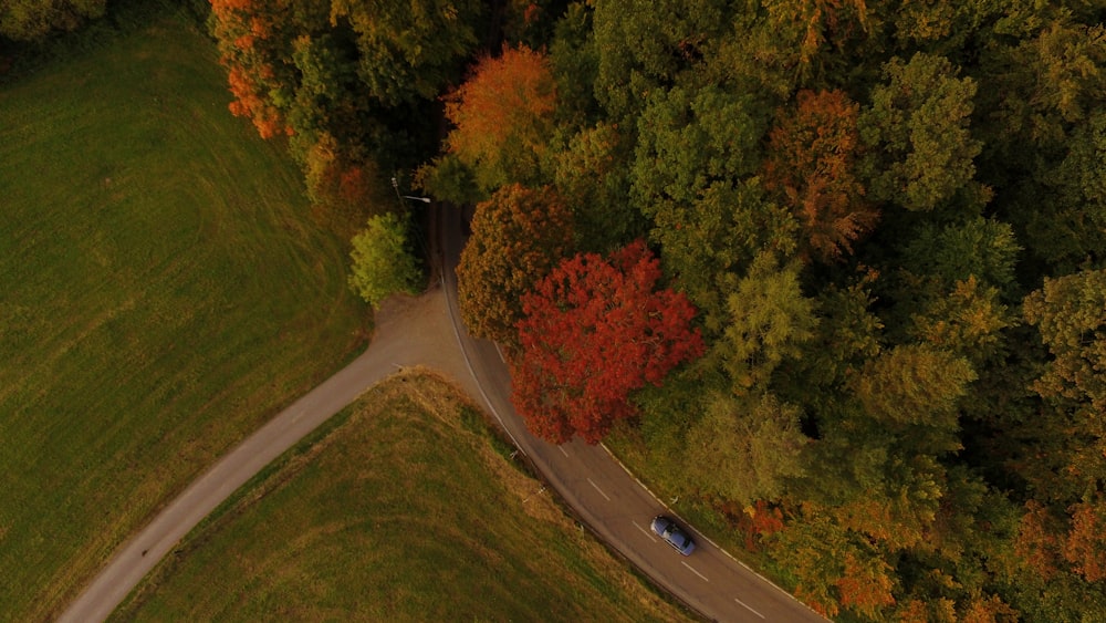 car crossing asphalt road covered with trees