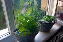 Two baskets filled with various fresh herbs are placed on a windowsill. The window opens to a view of a green park with trees and a pathway visible in the background. The herbs include lush green leaves, possibly mint and basil, as well as chives. The bright natural light enhances the greenery and creates a peaceful atmosphere.