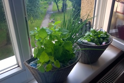 Two baskets filled with various fresh herbs are placed on a windowsill. The window opens to a view of a green park with trees and a pathway visible in the background. The herbs include lush green leaves, possibly mint and basil, as well as chives. The bright natural light enhances the greenery and creates a peaceful atmosphere.