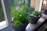 Close-up of fresh green herbs growing in small pots on a sunny windowsill.