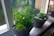 Two baskets filled with various fresh herbs are placed on a windowsill. The window opens to a view of a green park with trees and a pathway visible in the background. The herbs include lush green leaves, possibly mint and basil, as well as chives. The bright natural light enhances the greenery and creates a peaceful atmosphere.