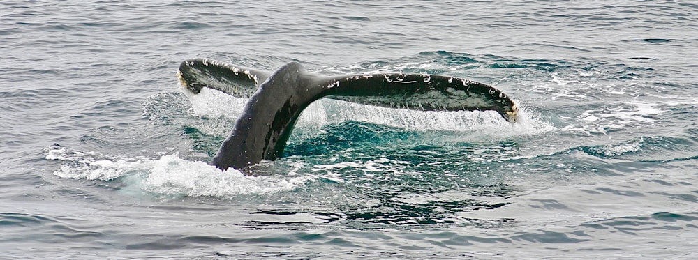 Cola de ballena tomada en el mar\