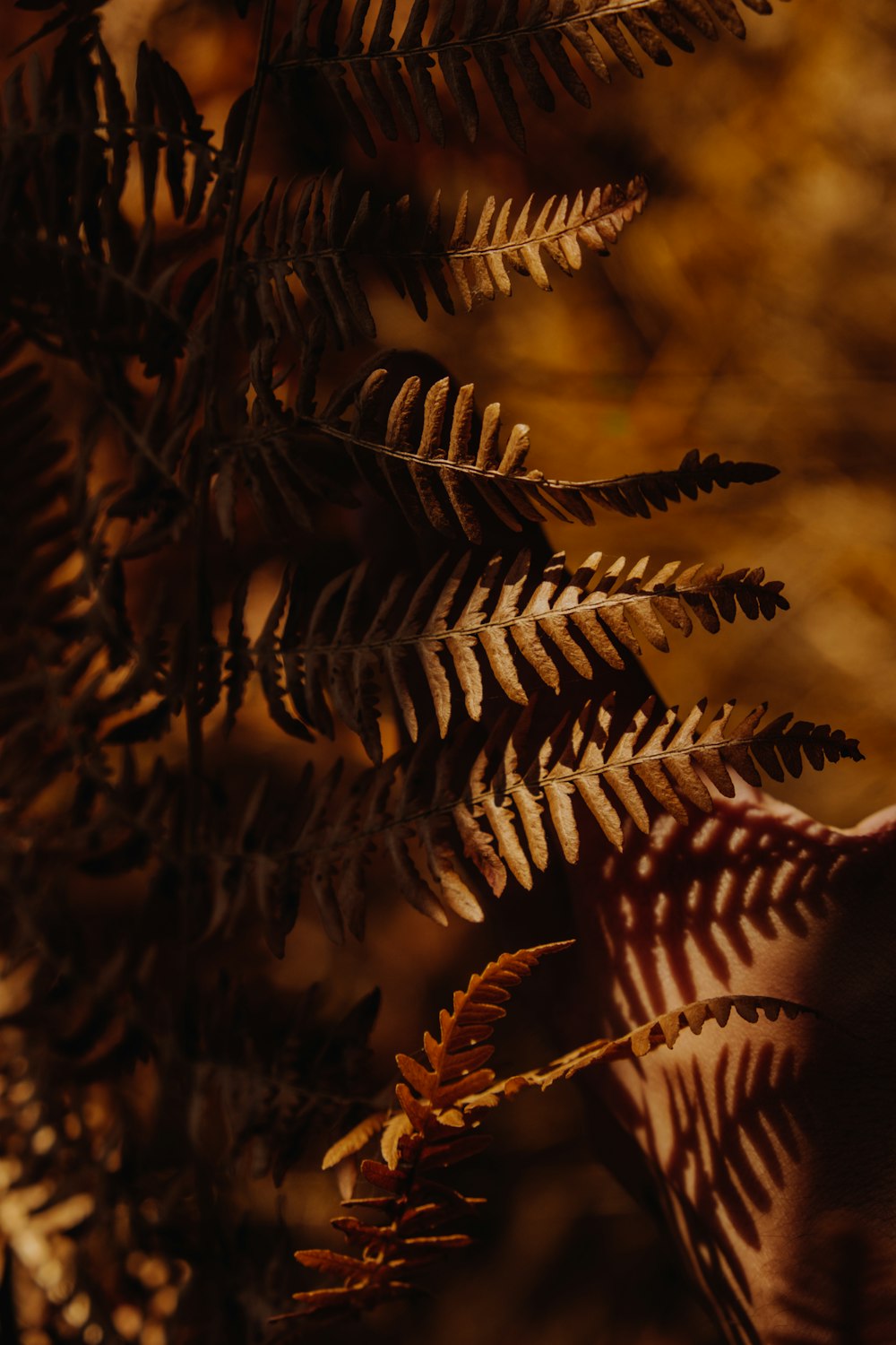 brown leaves