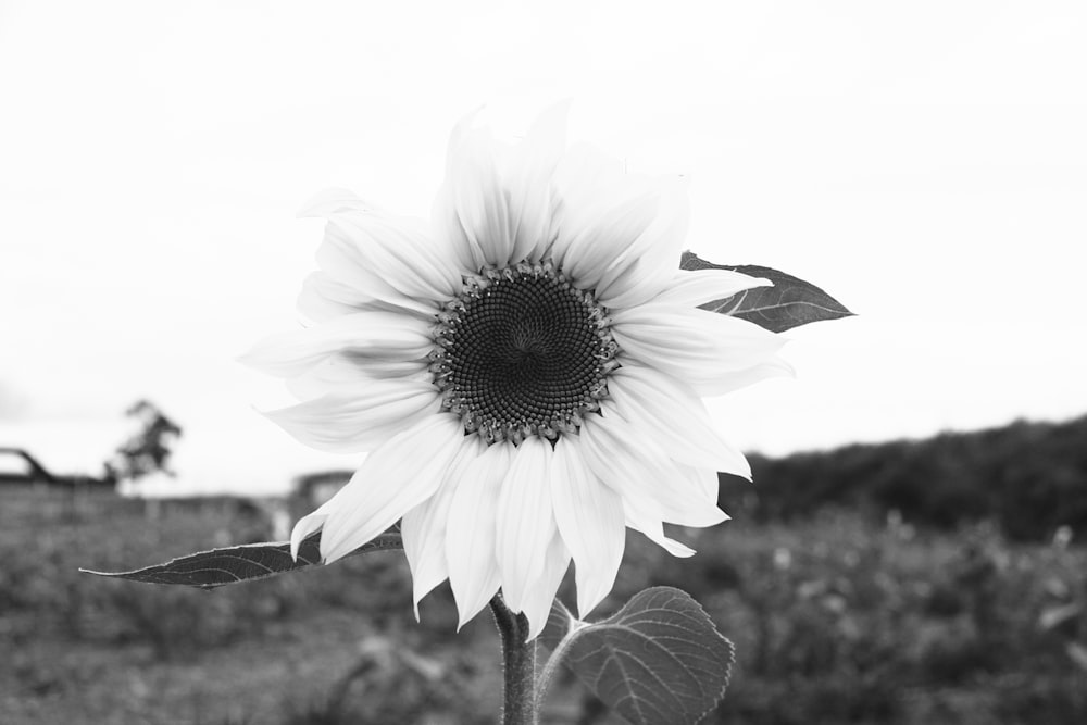 grayscale photograph of sunflower