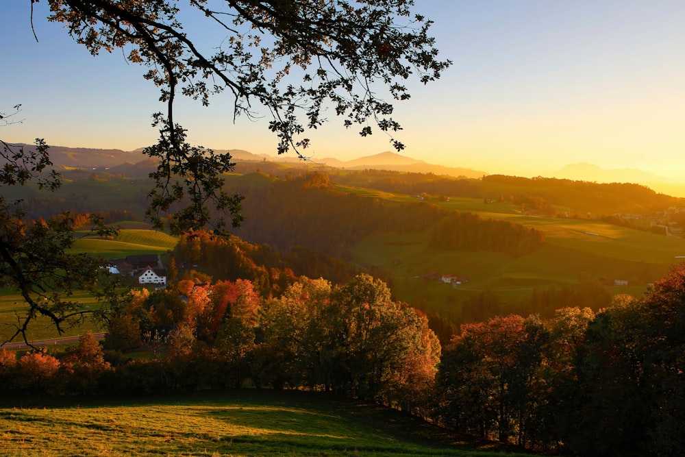 photo of forest near plain fields during sunrise