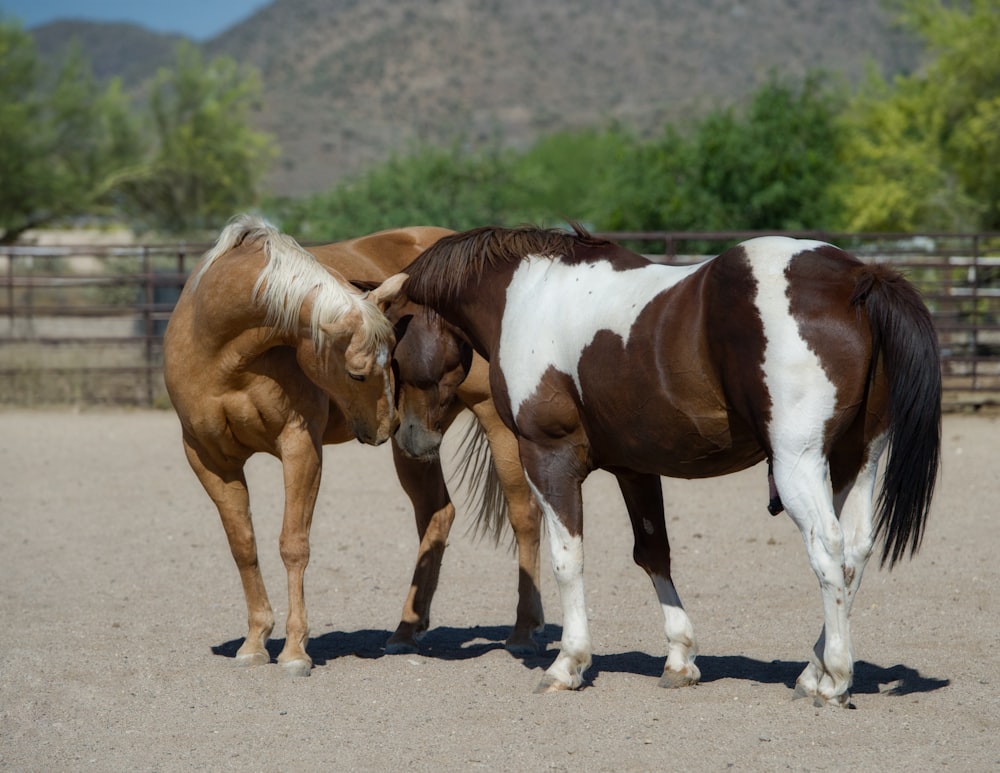 two brown-and-white horse on gray sand