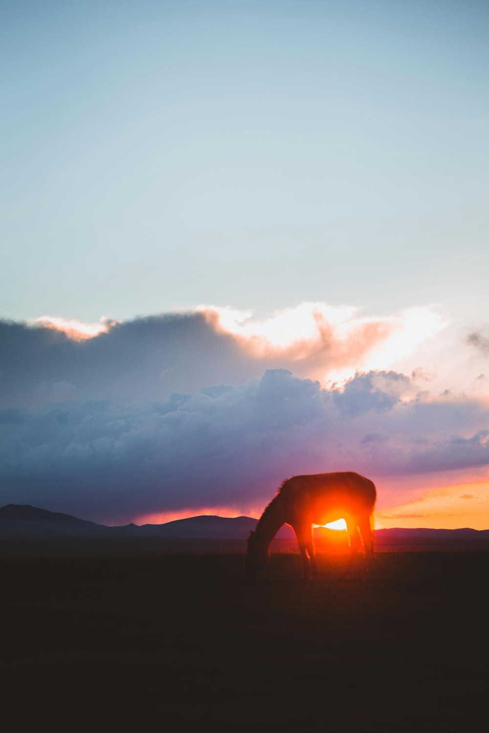 silhouette of horse under sunset