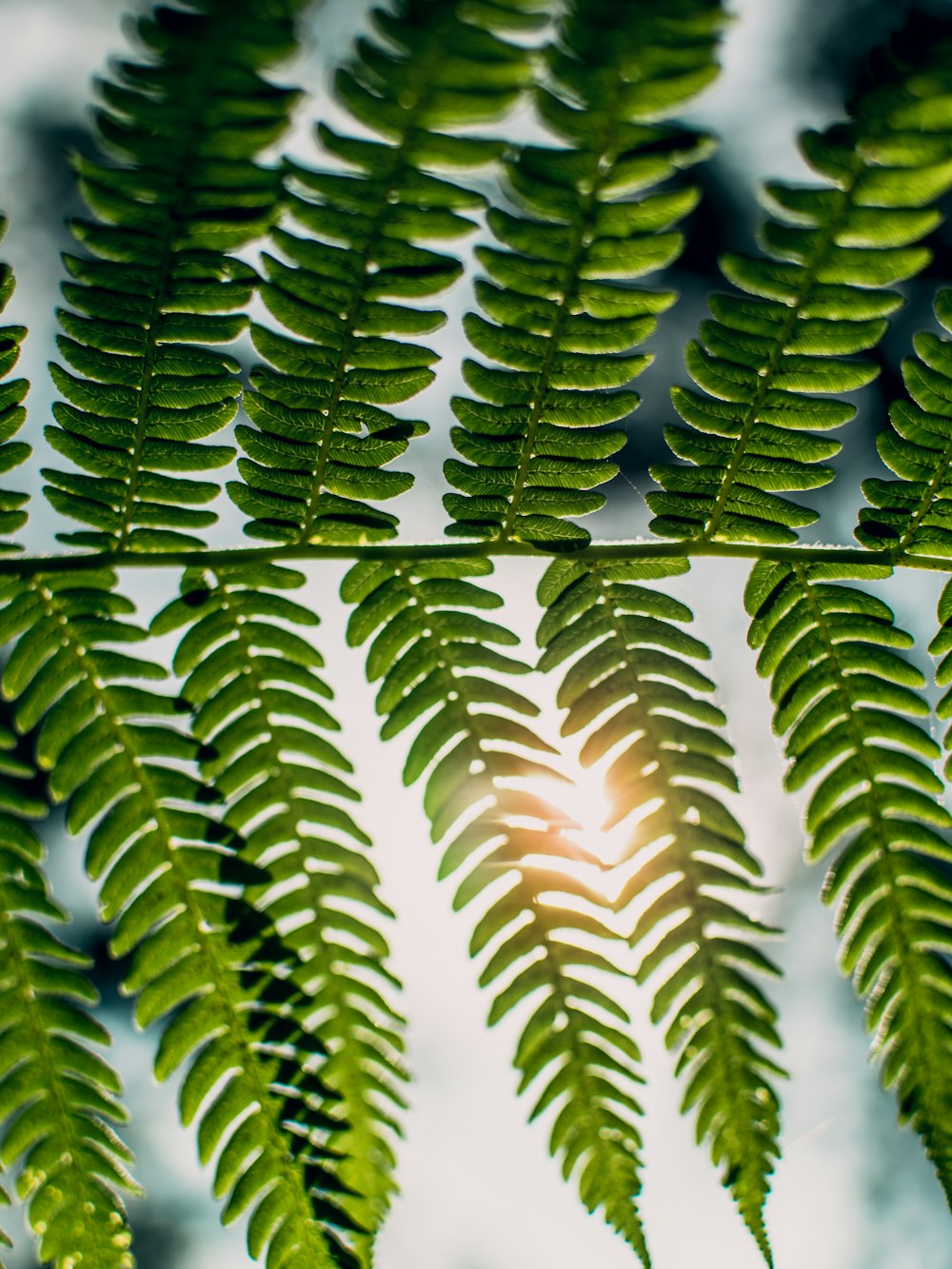 shallow focus photography of sunlight passing through fern plant
