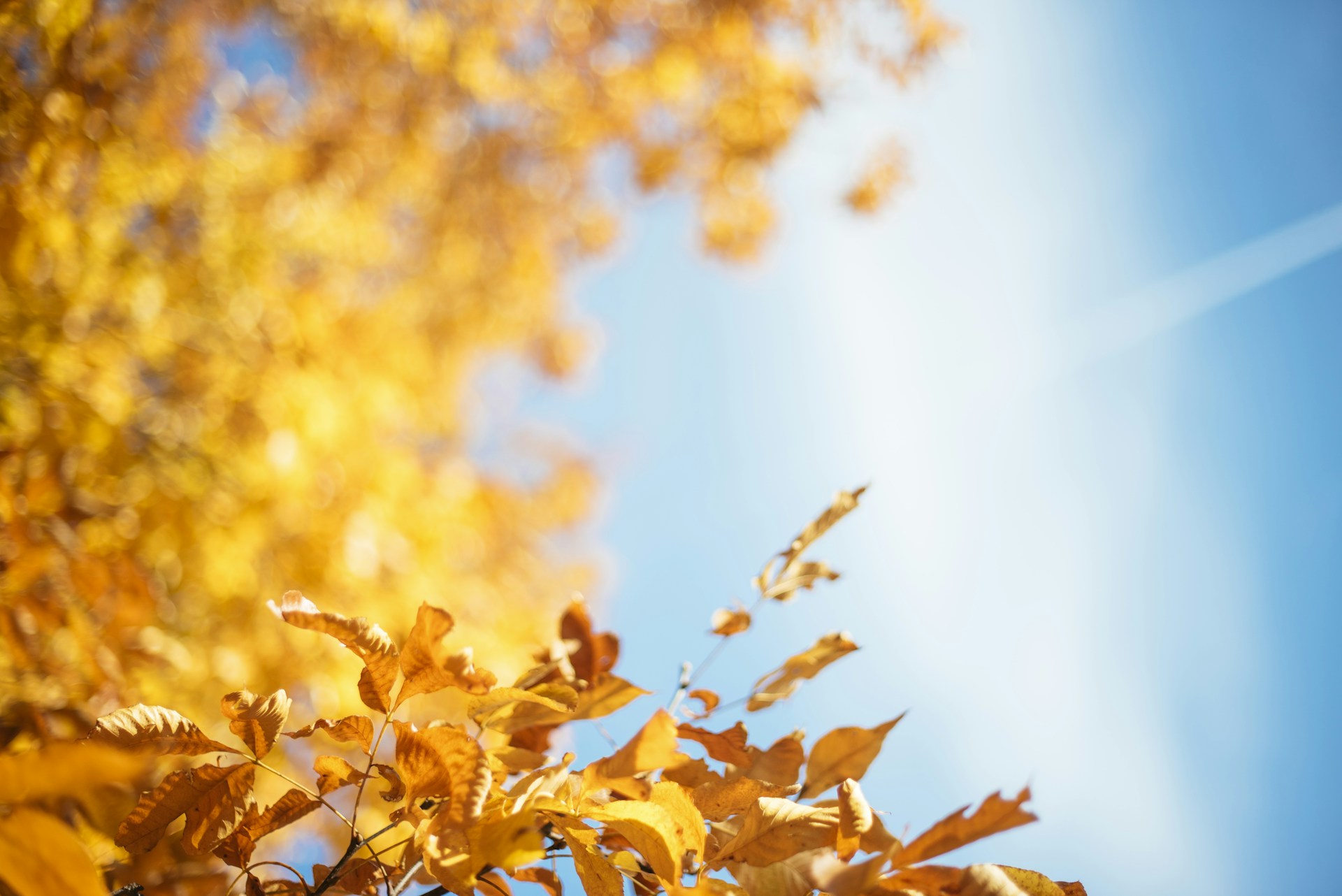 yellow leafed treee under blue sky