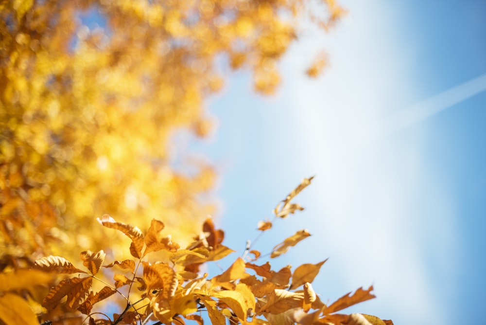 青空の下の黄色い葉のツリー