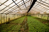 A greenhouse with glass walls and ceiling, filled with rows of green plants growing in soil. A hose is placed on the ground, running along the central path. The structure is lined with metal beams and the space is evenly lit with natural light.