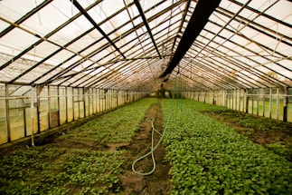 A greenhouse with glass walls and ceiling, filled with rows of green plants growing in soil. A hose is placed on the ground, running along the central path. The structure is lined with metal beams and the space is evenly lit with natural light.