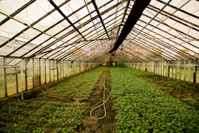 greenhouse interior