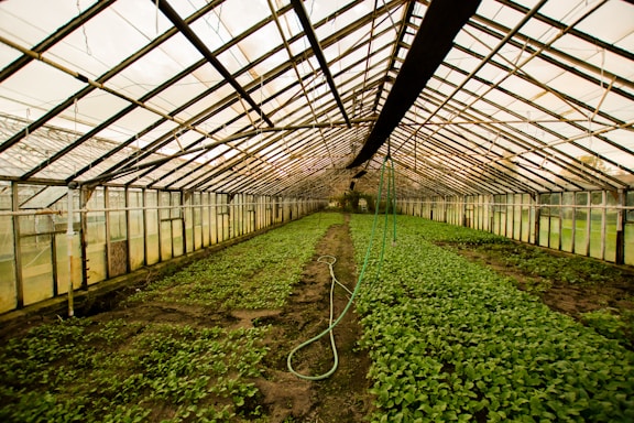 greenhouse interior