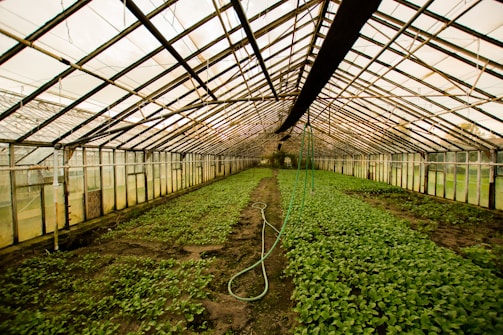 A greenhouse with glass walls and ceiling, filled with rows of green plants growing in soil. A hose is placed on the ground, running along the central path. The structure is lined with metal beams and the space is evenly lit with natural light.