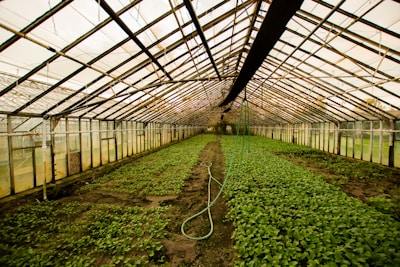 A greenhouse with glass walls and ceiling, filled with rows of green plants growing in soil. A hose is placed on the ground, running along the central path. The structure is lined with metal beams and the space is evenly lit with natural light.