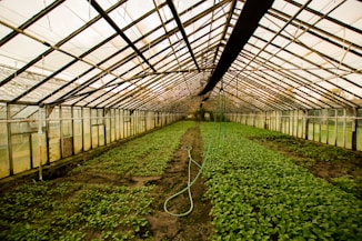 greenhouse interior
