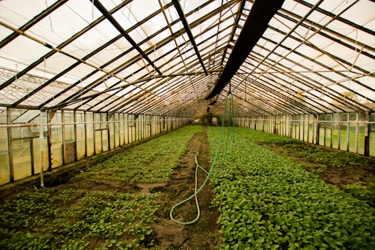 A greenhouse with glass walls and ceiling, filled with rows of green plants growing in soil. A hose is placed on the ground, running along the central path. The structure is lined with metal beams and the space is evenly lit with natural light.