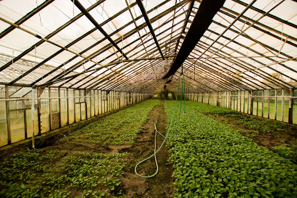 Interior del invernadero