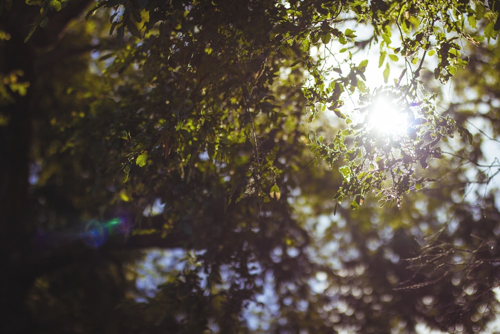 low angle of green tree leaves