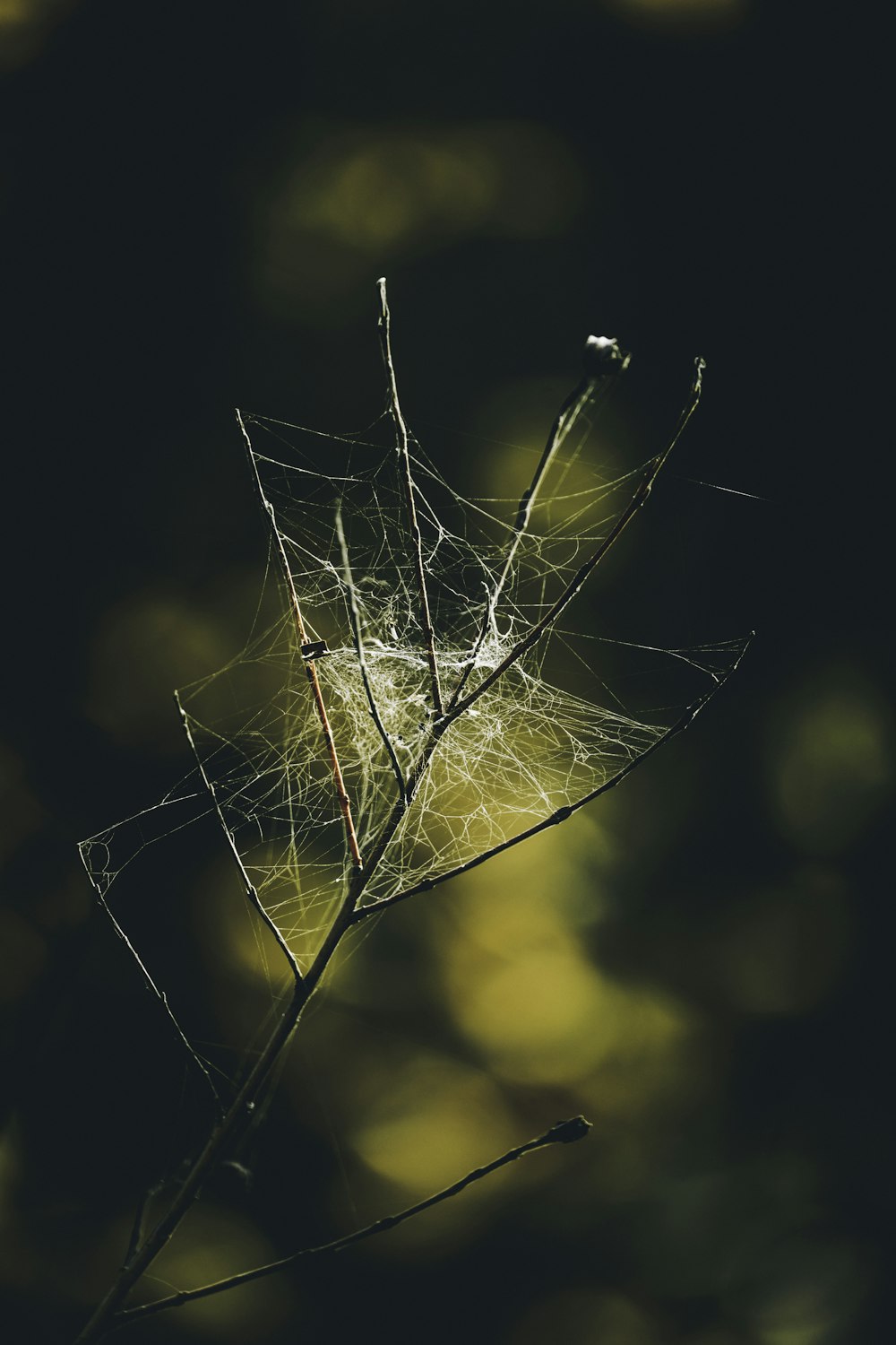 macro photography of spider web