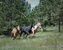 two brown and one black horse on green grass