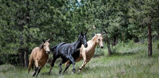 two brown and one black horse on green grass