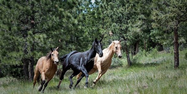 two brown and one black horse on green grass