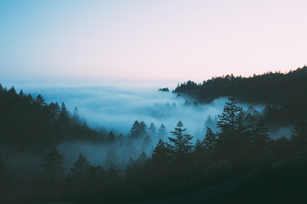 Photographie de vue à vol d’oiseau de la forêt brumeuse