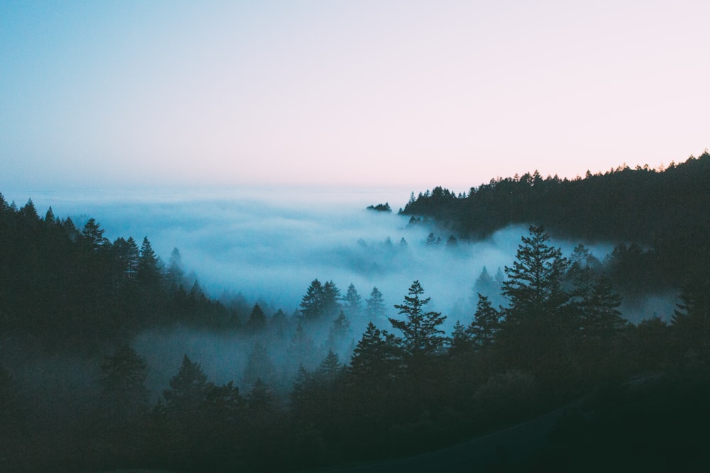 bird's-eye view photography of foggy forest