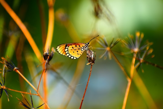 macro photography of yellow butterfly in Raipur India