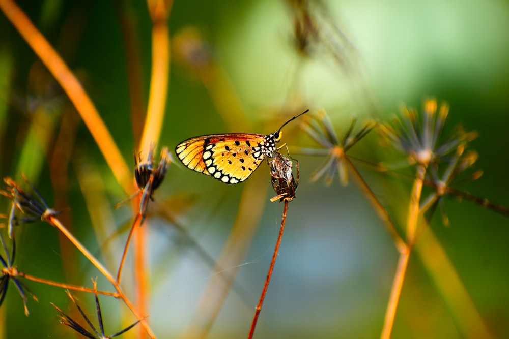 macro photography of yellow butterfly