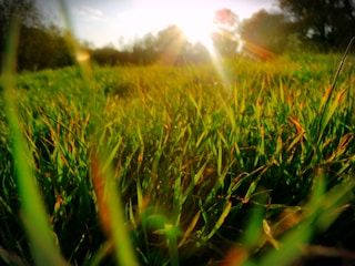A serene, lush green lawn with soft sunlight filtering through nearby trees, evoking peace and natural beauty.