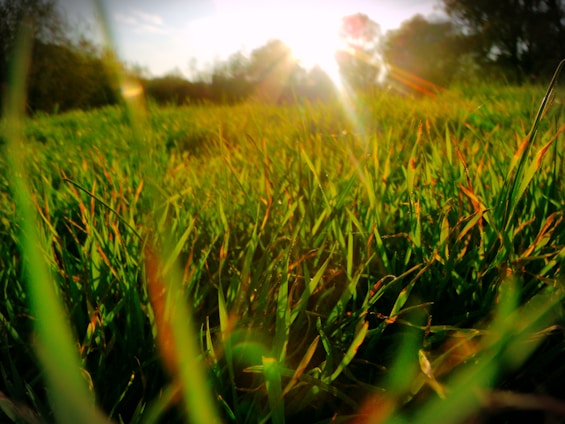 A serene, lush green lawn with soft sunlight filtering through nearby trees, evoking peace and natural beauty.