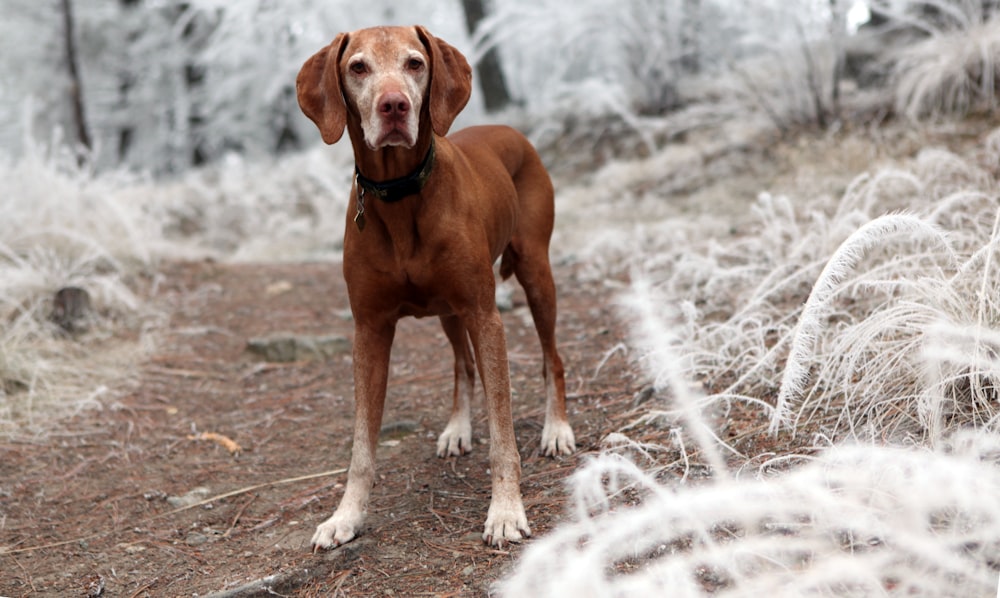 Foto di cane marrone a pelo corto circondato da fiori