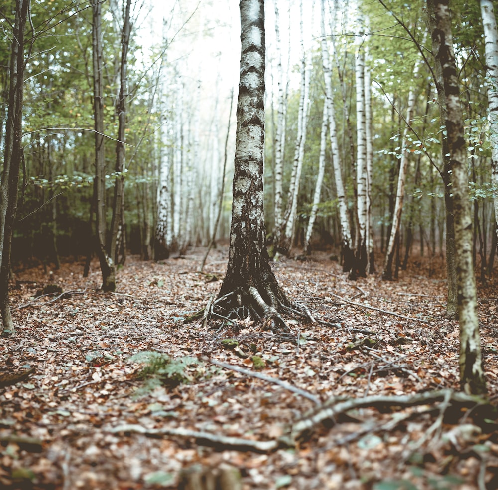 photo of tree trunks
