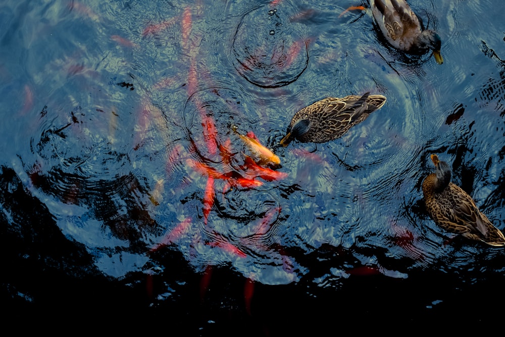 aerial view of three brown ducks on water