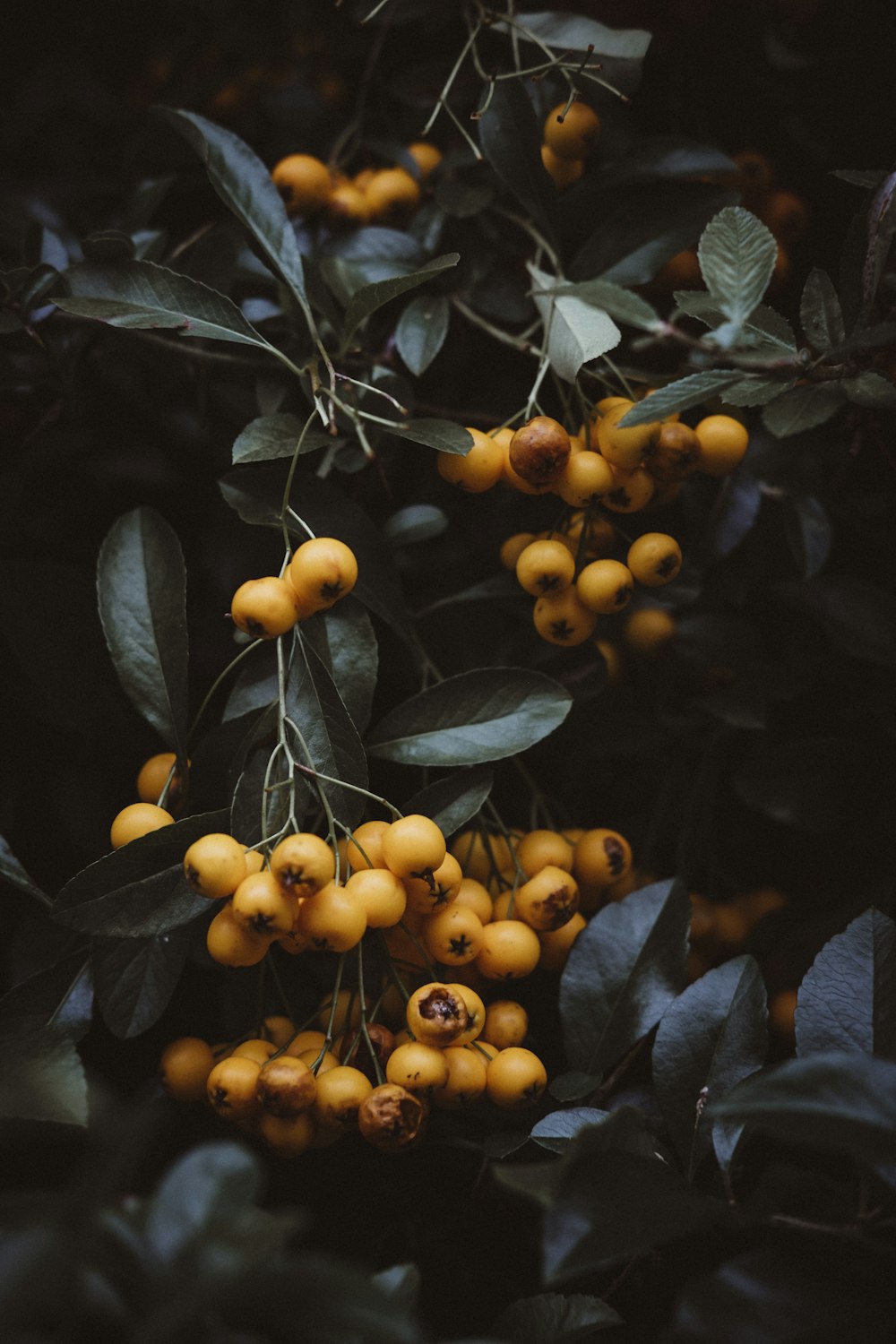 close-up photo of round yellow fruits