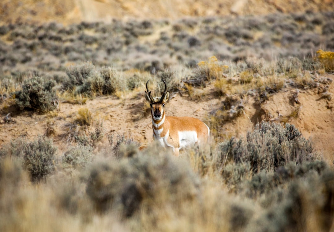 travelers stories about Wildlife in Flaming Gorge Reservoir, United States