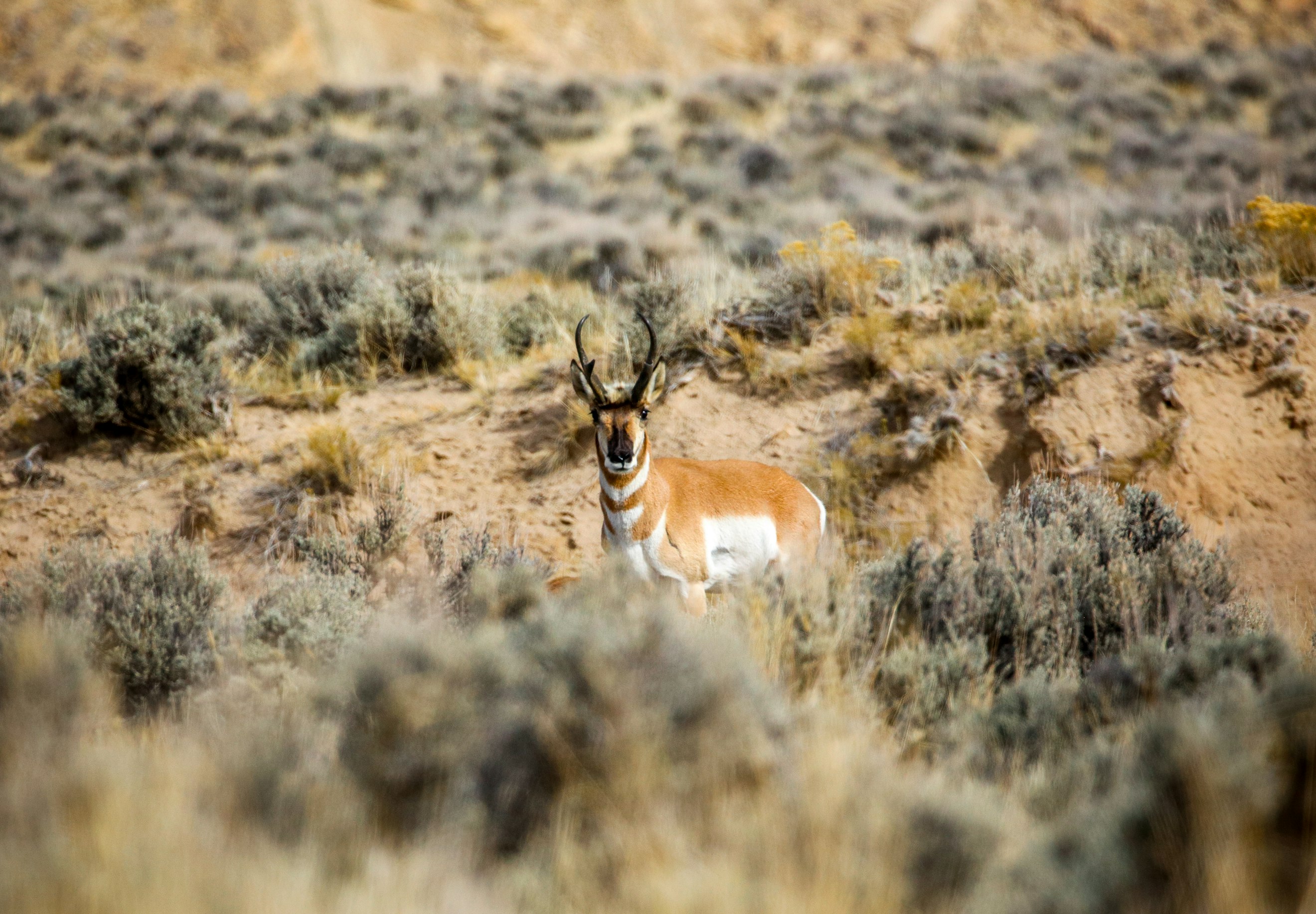 Pronghorn: Experts in Speed and Sight