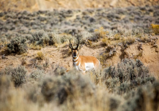 tilt shift lens photography of brown and white horned animal surrounded by grass in Flaming Gorge Reservoir United States